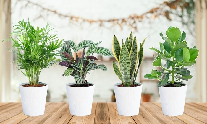 Ces plantes qui purifient l'air de votre maison