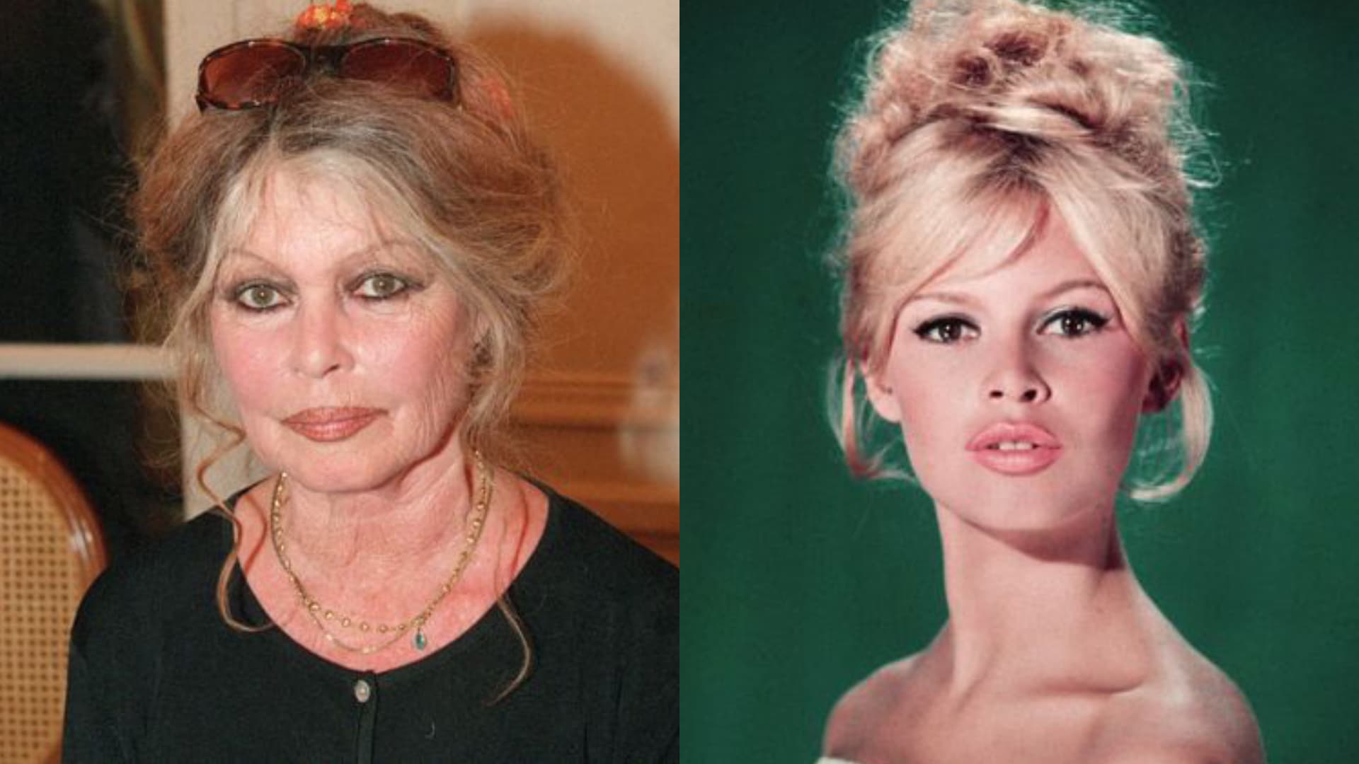 Brigitte Bardot 'entre La Vie Et La Mort' ? La Star Prend La Parole