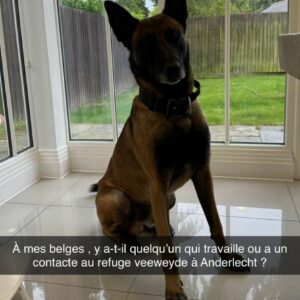 Coralie Porrovecchio : soupçonnée de vouloir abandonner son chien, elle met les choses au clair