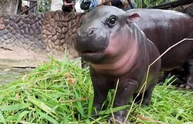 Une TikTokeuse se rend en Thaïlande pour rencontrer Moo Deng le bébé hippopotame nain, star des réseaux sociaux