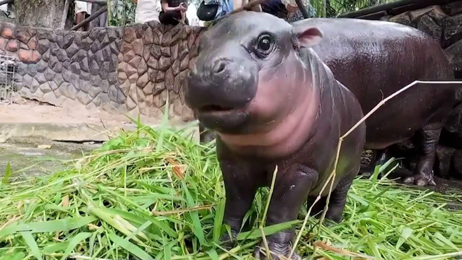 Une TikTokeuse se rend en Thaïlande pour rencontrer Moo Deng le bébé hippopotame nain, star des réseaux sociaux