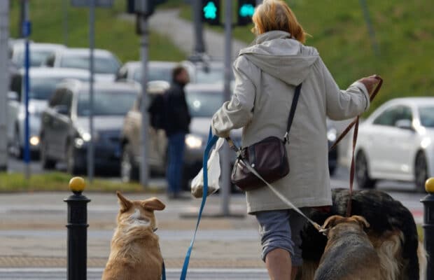 Villeneuve-le-Roi : une femme se fait poignarder par des hommes voulant voler son chien