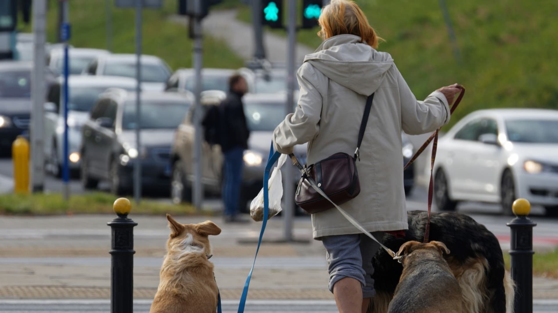 Villeneuve-le-Roi : une femme se fait poignarder par des hommes voulant voler son chien