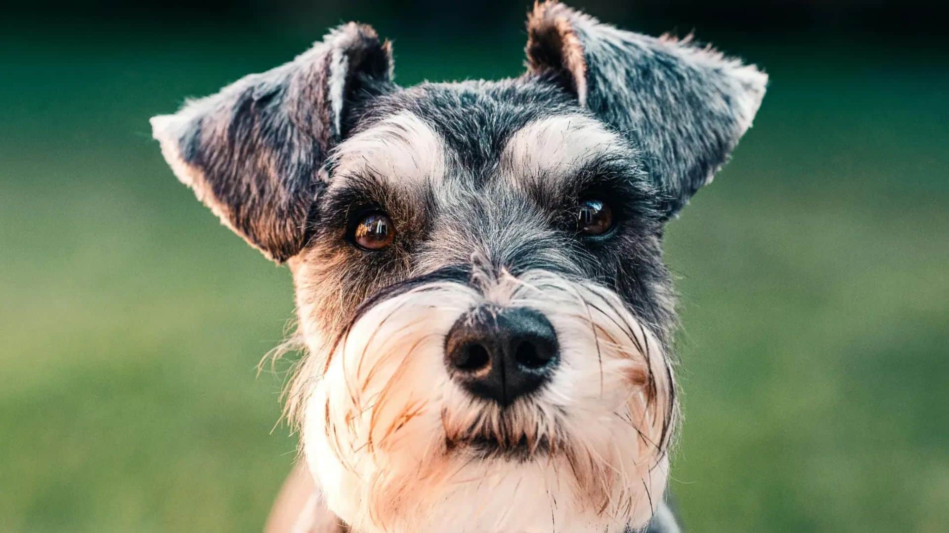 Une femme noie son chien dans les toilettes de l’aéroport dont il a été refusé